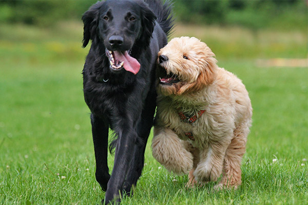 Four Paws Inn - Dogs playing together