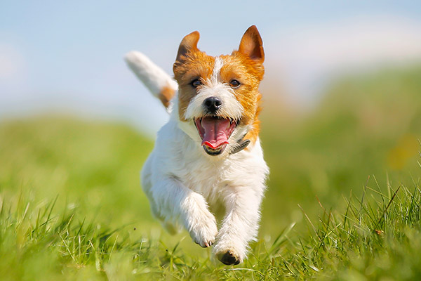 Four Paws Inn - Dog running