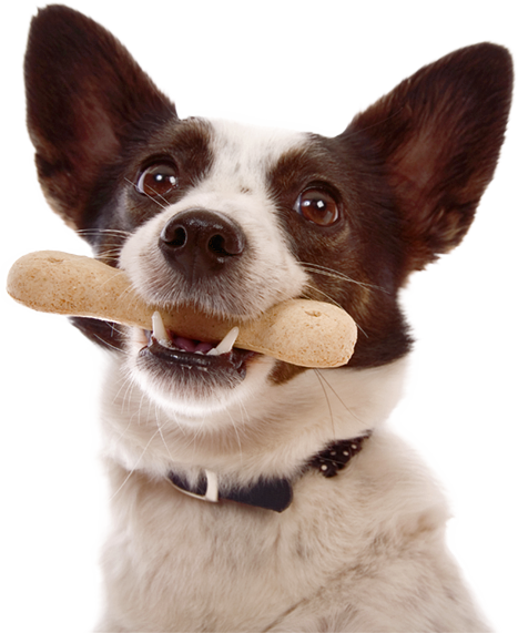 pet boarding in converse tx