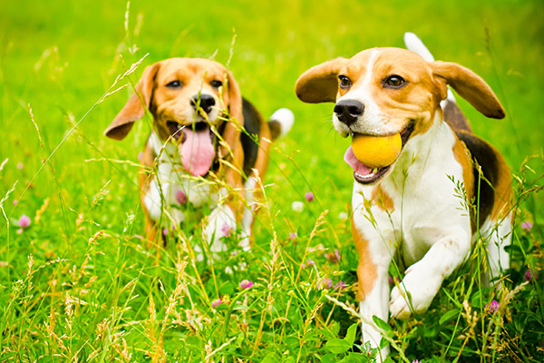 dog boarding san antonio tx