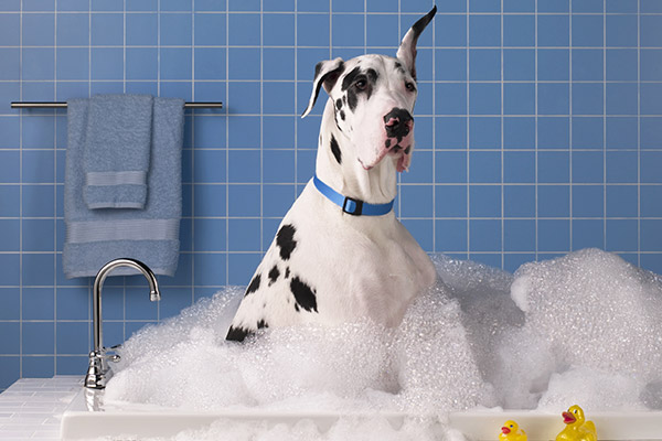 dog grooming converse tx