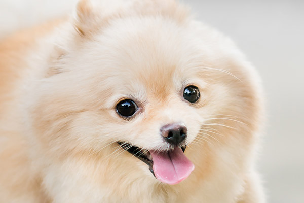 dog grooming converse tx