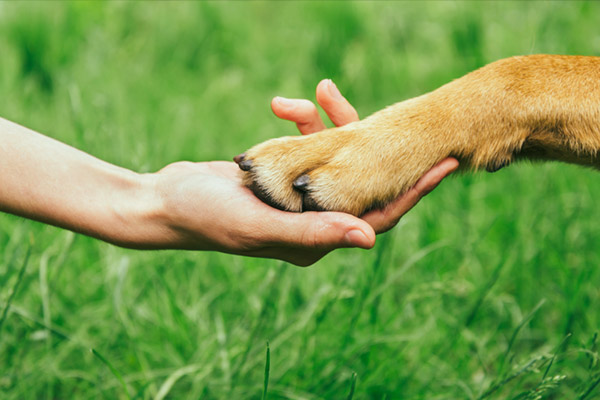dog training san antonio tx