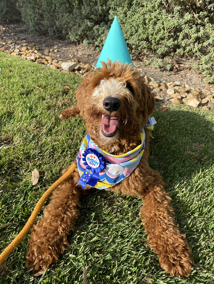 Dog birthday party