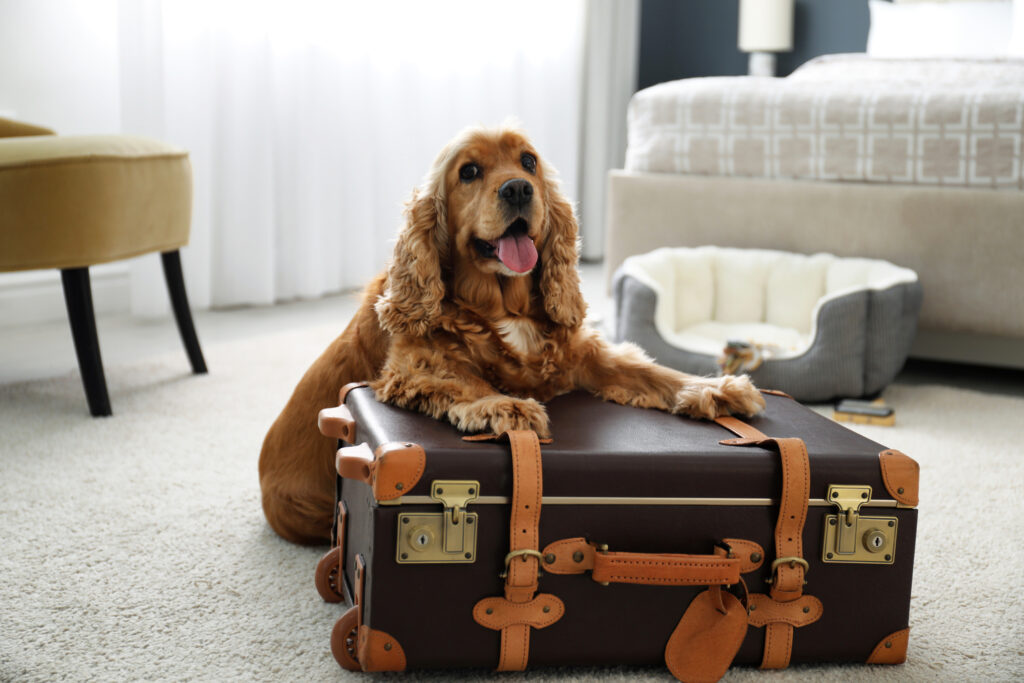 How to Transition From a Dog Kennel