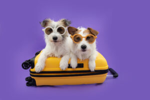 what's the difference between dog boarding and dog sitting