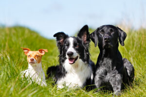 Three dogs in a field next to each other for the is boarding good for my dog blog.
