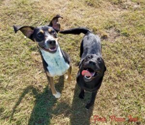 how often should dogs attend daycare