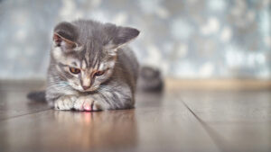 how long does it take a cat to get used to a new environment