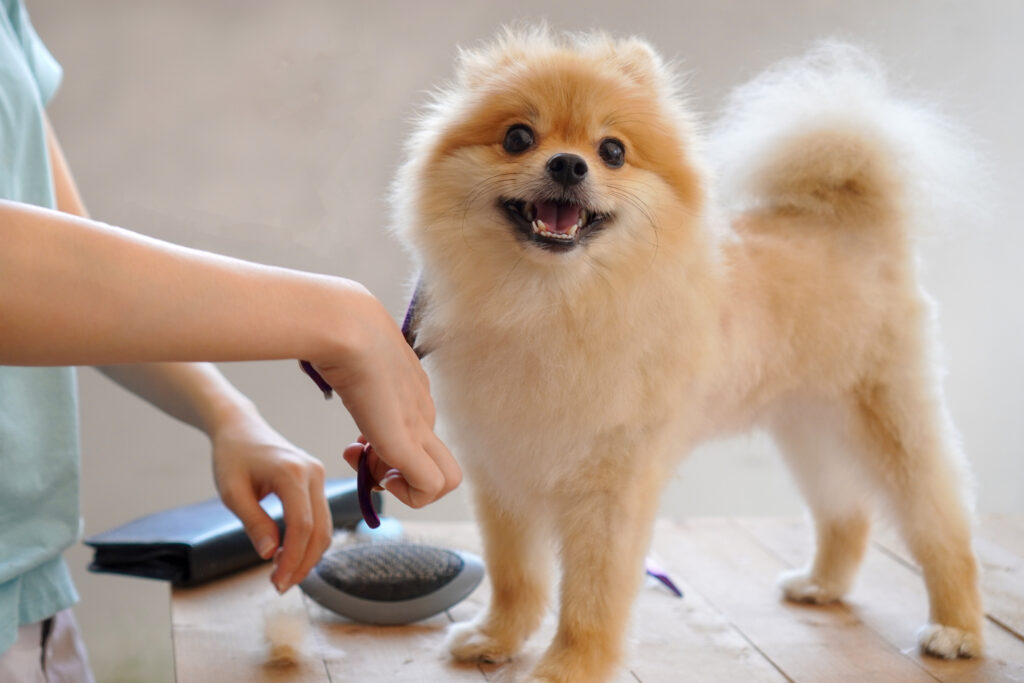 how grooming can help dogs stay healthy