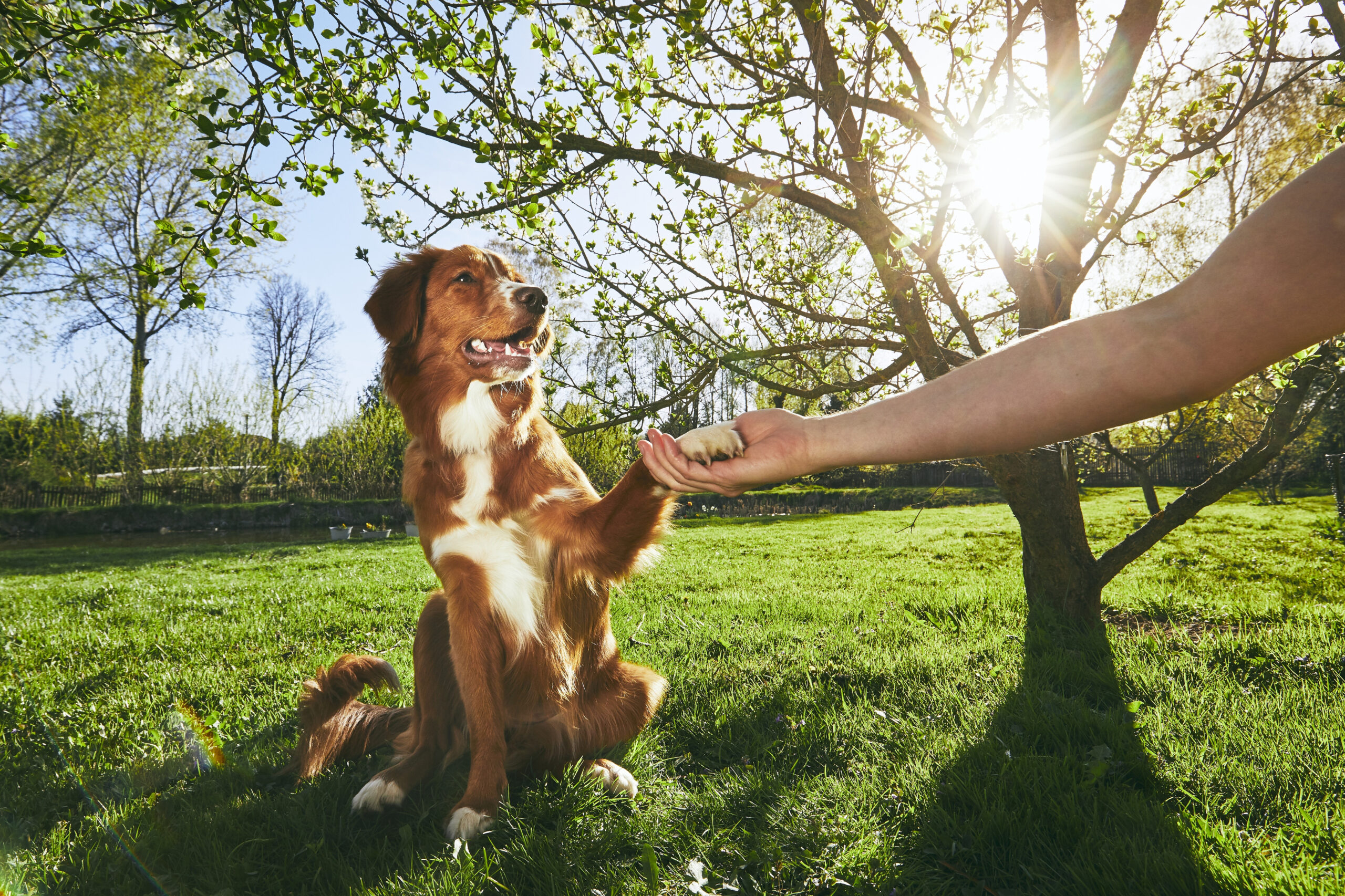 dog training converse tx