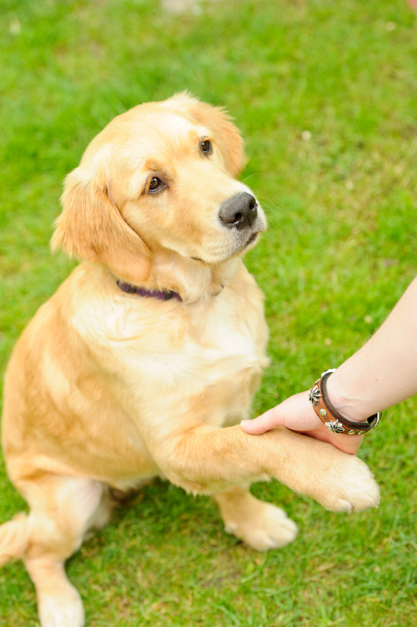 dog training san antonio tx