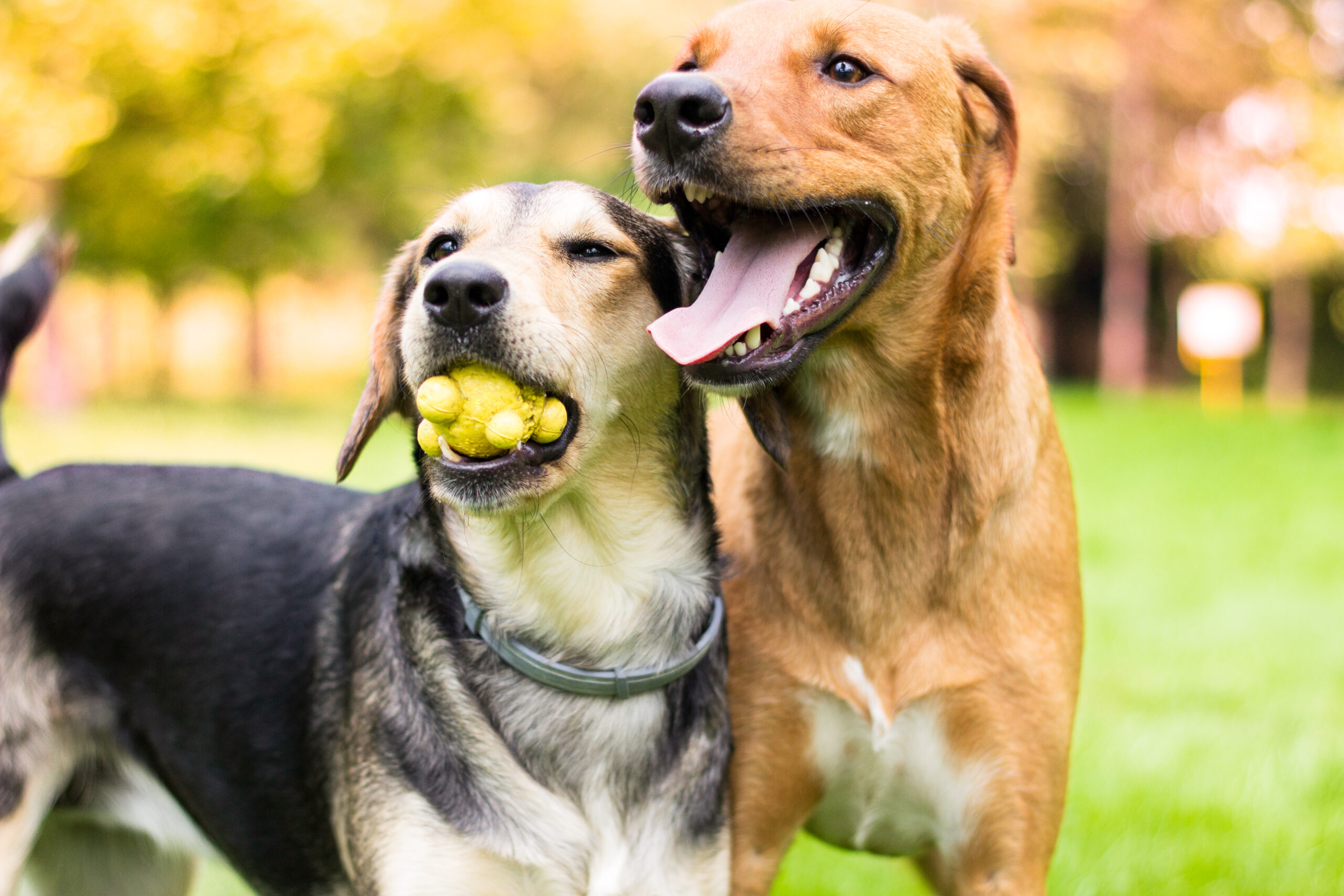 Two lovely dog portrait in the public park, playing
