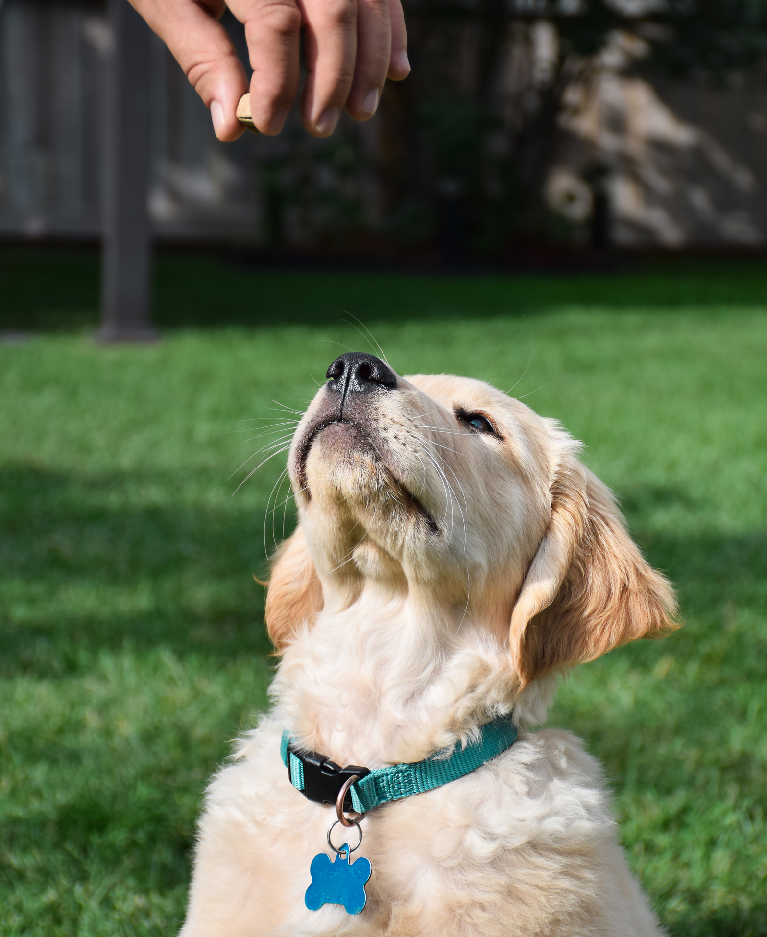 dog training converse tx