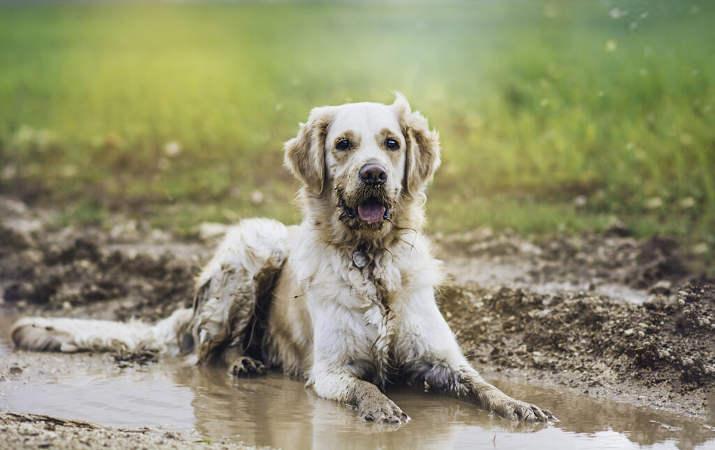 how do I know when my dog needs a bath