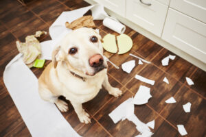 do dogs get lonely on their own