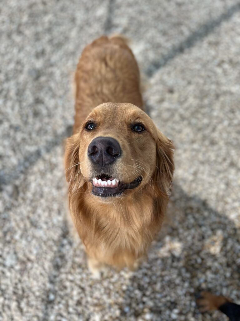 Dogs at Four Paws Inn