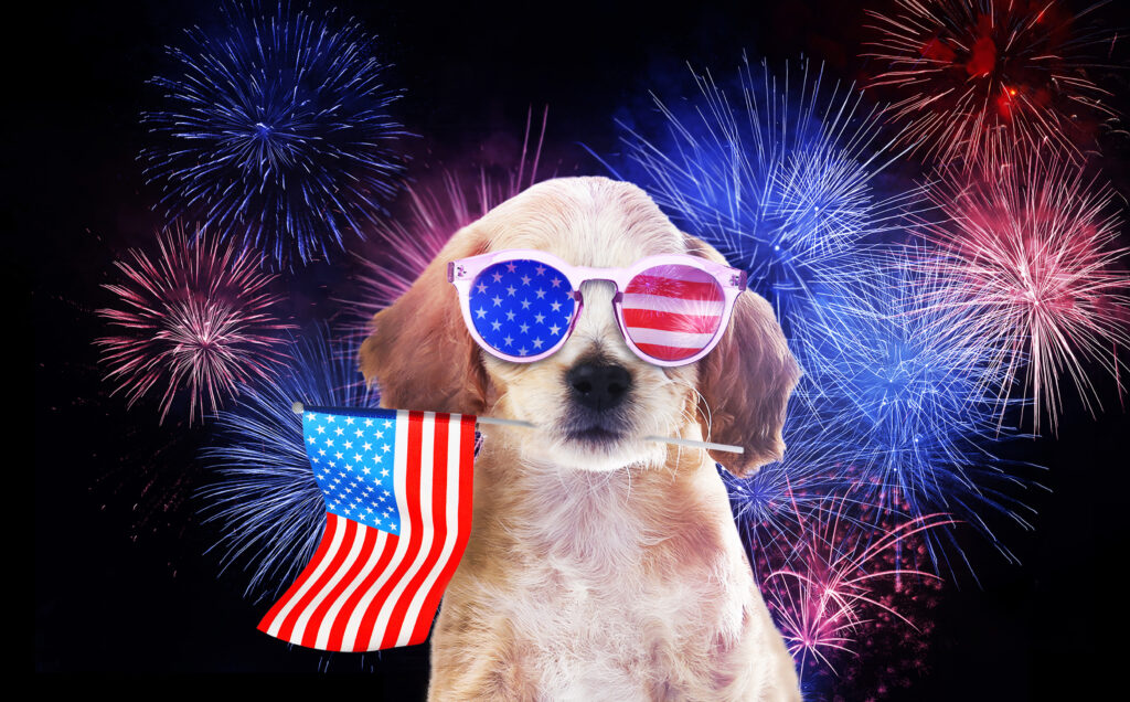 how to help your pet feel comfortable during fireworks