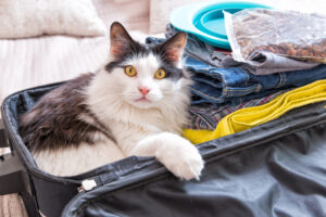 what do cats think when you leave them for vacation
