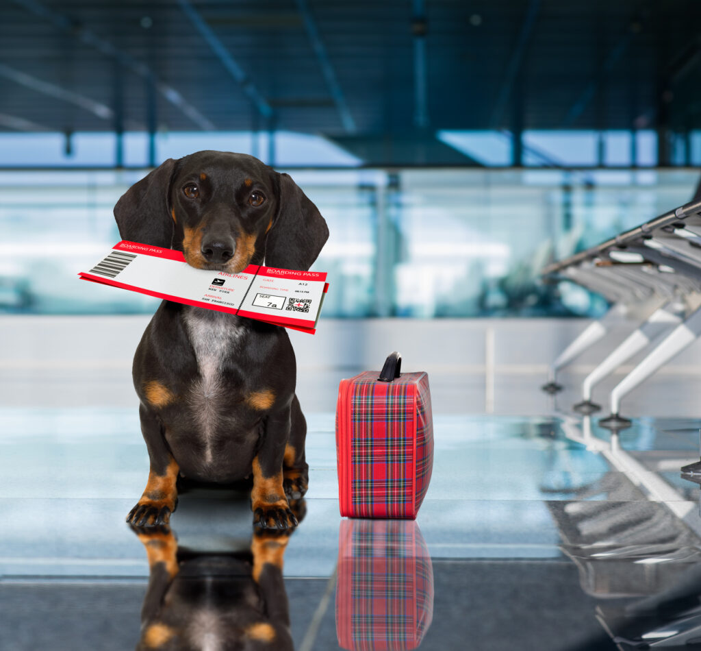 what does boarding mean in pet care