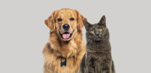 what to expect after boarding your dog and cat: