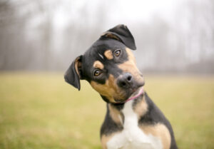 how to read your dog's subtle cues