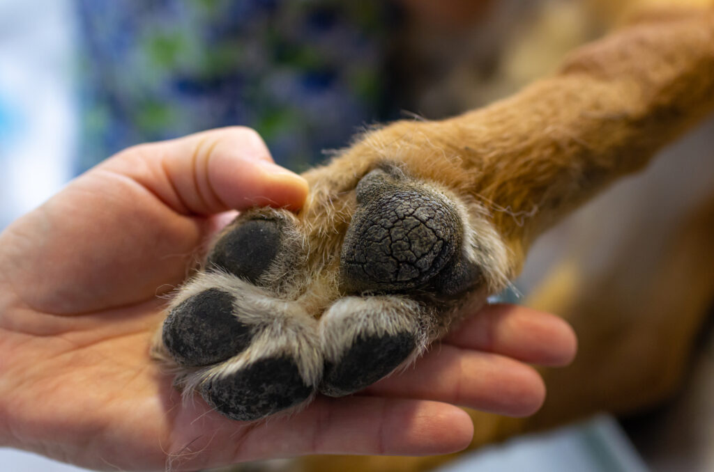 tips for caring for your dogs paws