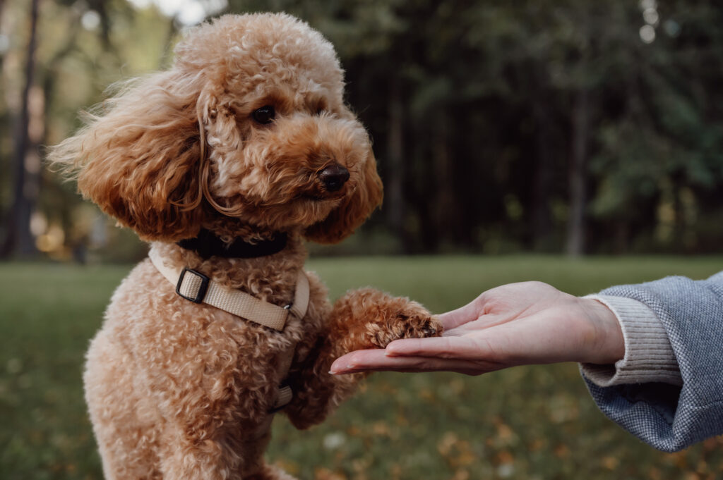 private dog training vs group classes