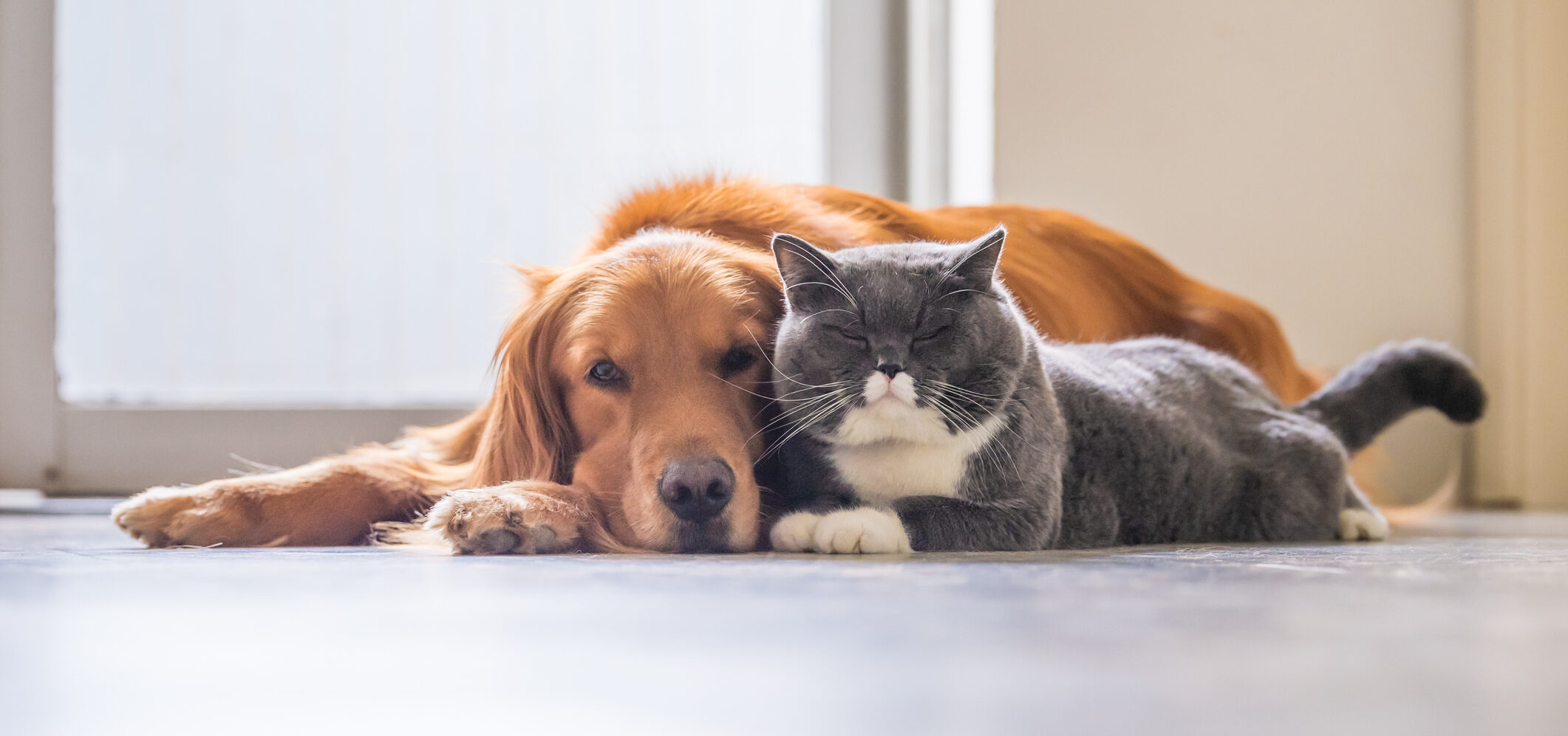 Cat and dog Pet Boarding