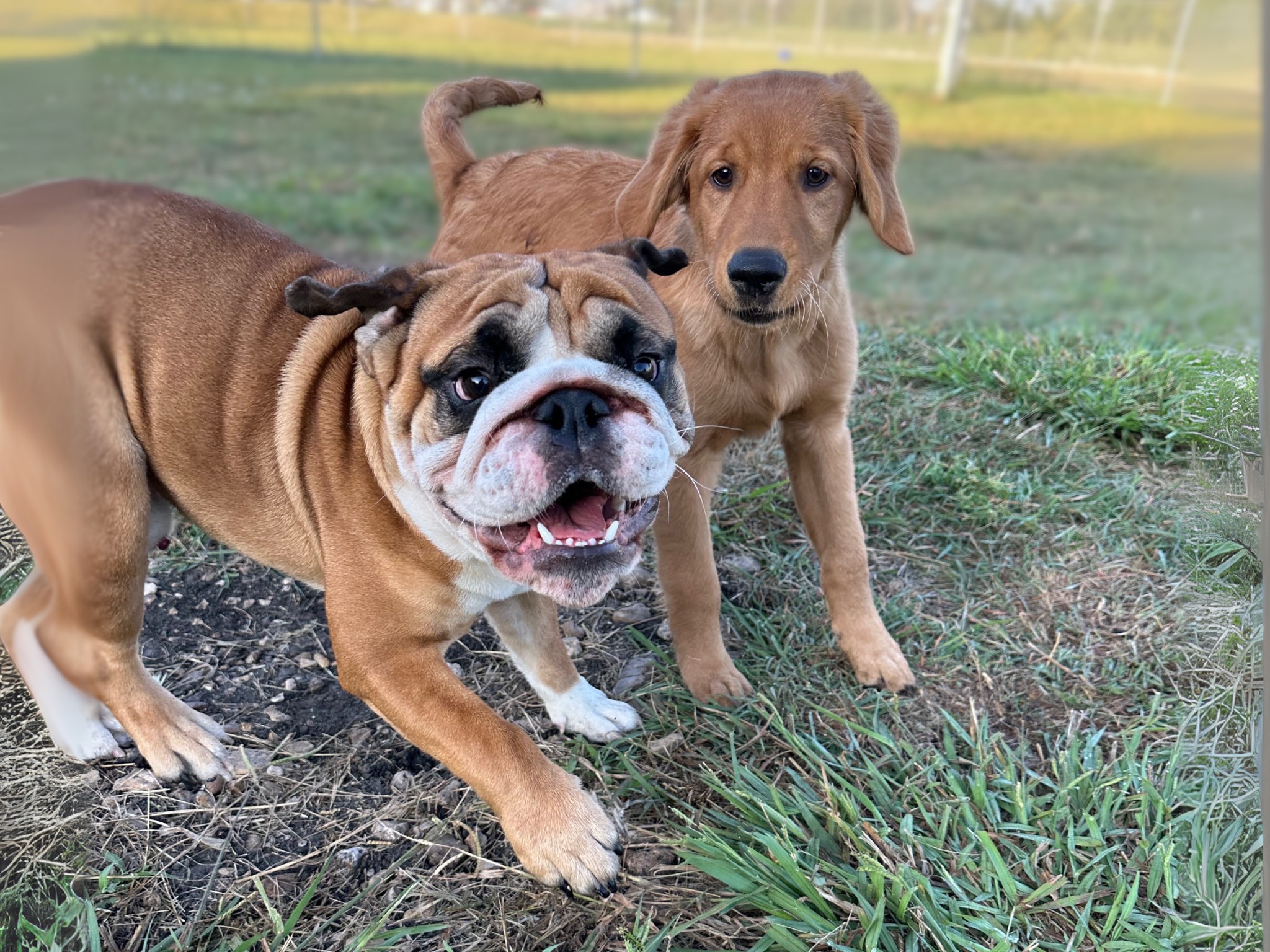 Group of puppies at Four Paws Inn Puppy Socialization
