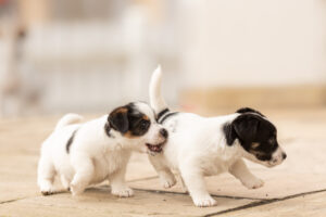 Importance of Socialization for Puppies