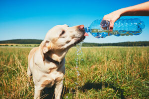 summer-safety-tips-for-pets