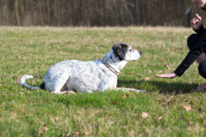 essential-training-commands-every-dog-should-know