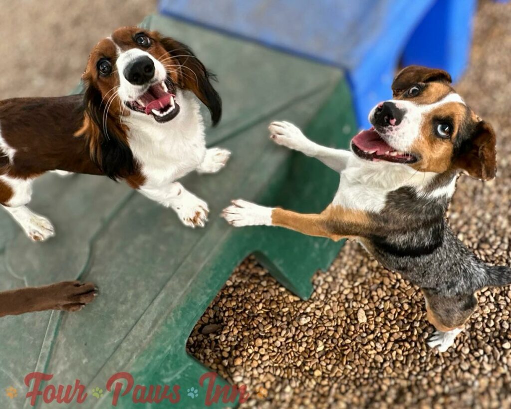 help-your-dog-adjust-to-new-environments