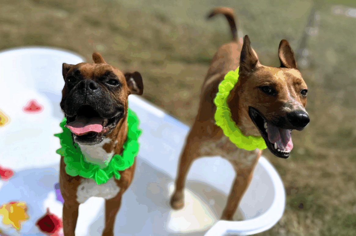 pet boarding in converse tx