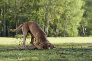 why-do-dogs-dig-holes
