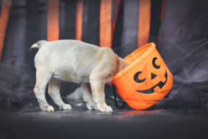 boarding-your-dog-for-halloween